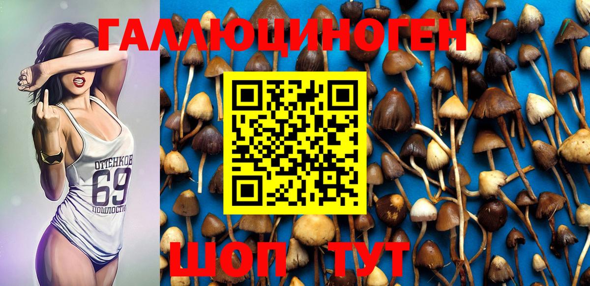 Псилоцибиновые грибы Cubensis Асино