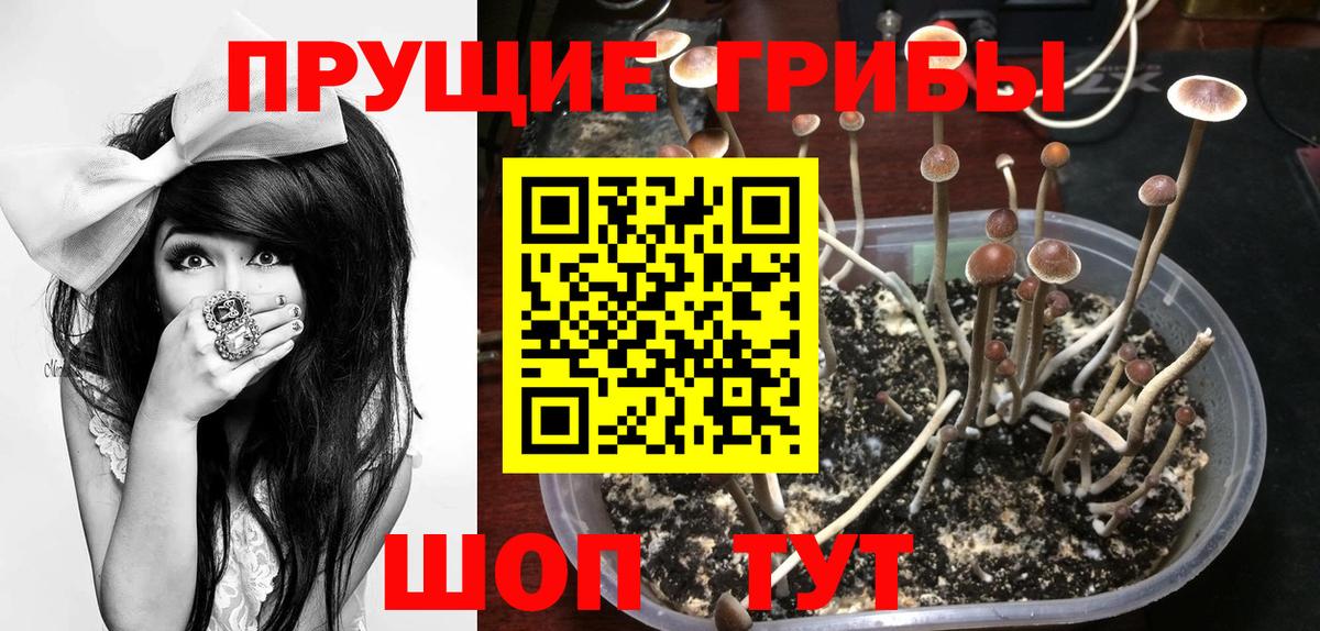 Галлюциногенные грибы Cubensis  Галлюциногенные грибы ЛСД  Асино  Вход с VPN 